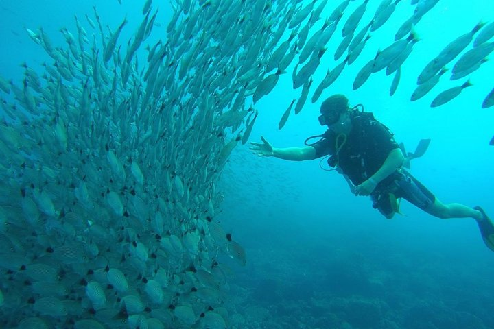 Schooling Fish Costa Rica Playa Hermosa Guanacaste